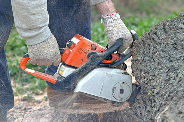 How Our Tree Care Process Works  in  Cape Charles, VA