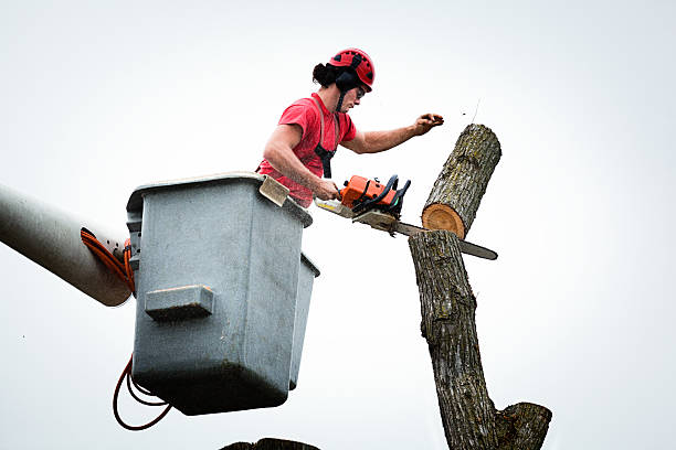 Reliable Cape Charles, VA Tree Services Solutions